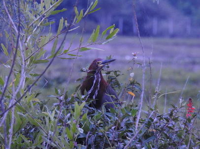   Heron Rufuscent Tiger Heron Heron Rufuscent Tiger Heron 