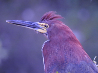   Heron Rufuscent Tiger Heron Heron Rufuscent Tiger Heron 