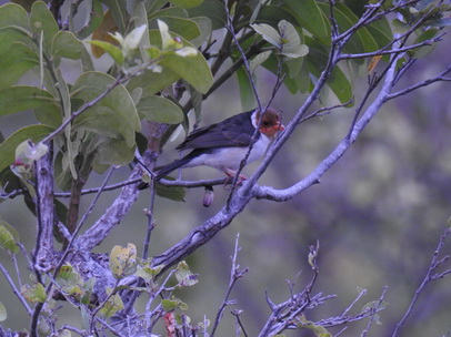 Flycatcher 