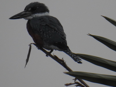 kingfisher Amazon Kingfisher Palmtree