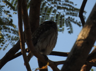 Pygmy Owl