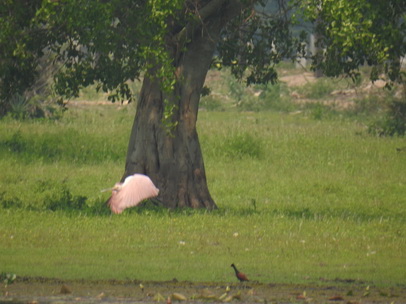 Sponbill Rosa Löffler