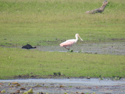 Sponbill Rosa Löffler