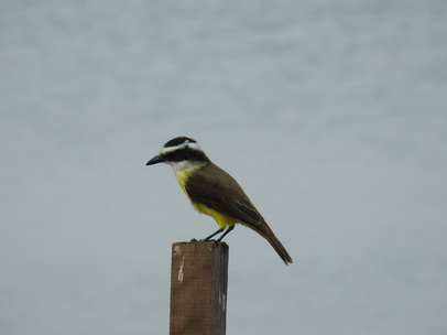 Flycatcher Flycatcher  