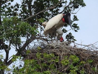 Jabiru Tuiuiu Storch wie Marabu in Africa 