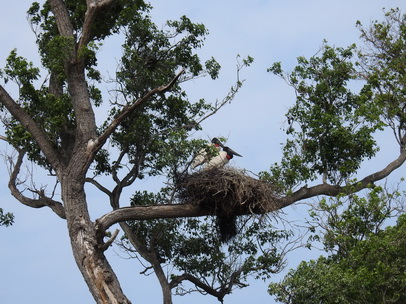 Jabiru Tuiuiu Storch wie Marabu in Africa 