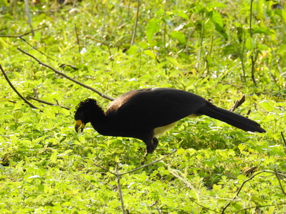 Bare-faced-CurassowBare-faced-Curassow