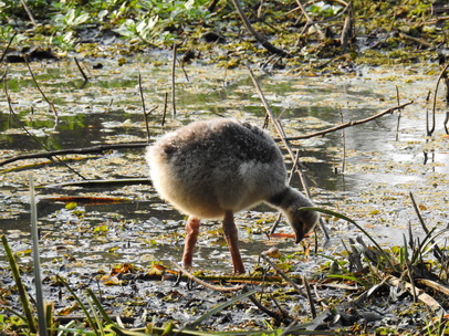 Southern-Screamer Chicks