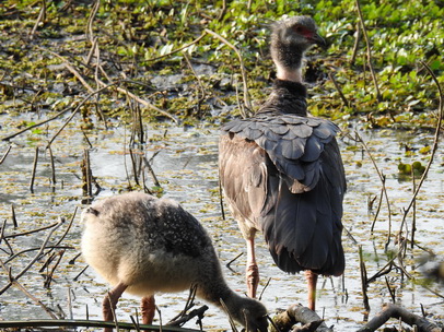 Southern-Screamer Chicks