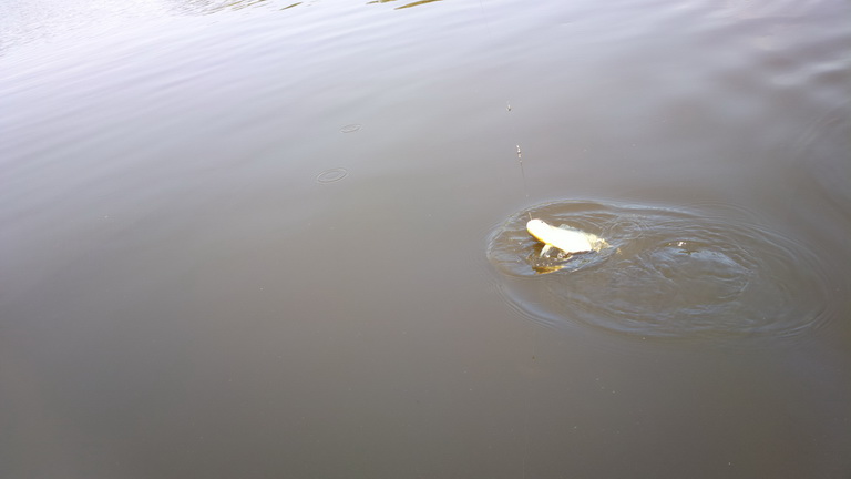 Barra Mansa Lodge  Piranha Fishing