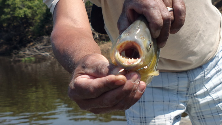 Barra Mansa Lodge  Piranha Fishing