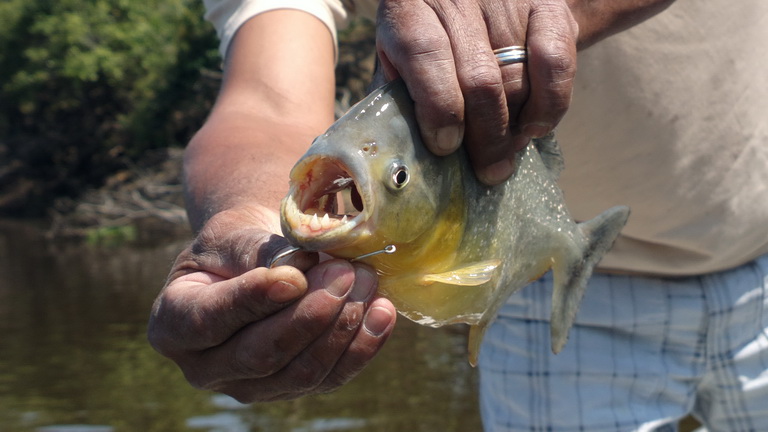 Barra Mansa Lodge  Piranha Fishing