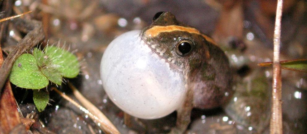 Motorzinho-kleiner-Frosch 