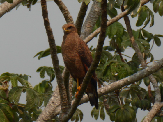 Hawk Savannah Hawk