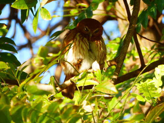   Pygmy OwlPygmy Owl