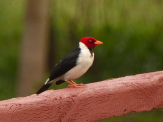 Kardinal  Yellow Bill Cardinal Gelbschnabel Kardinal  Red Crested Cardinal 