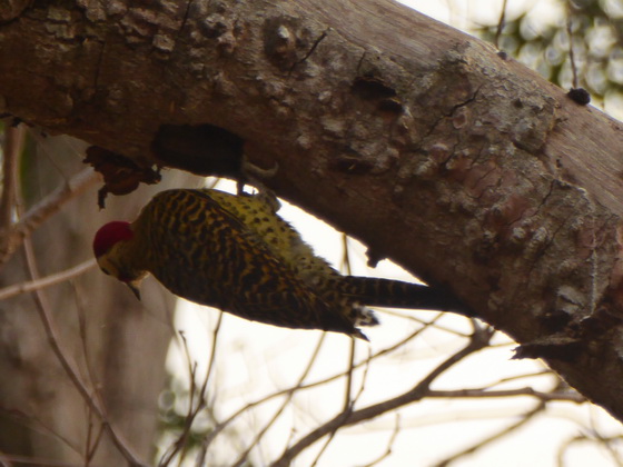 Pica Pau Woodpecker Specht 