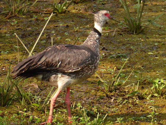 Southern-Screamer