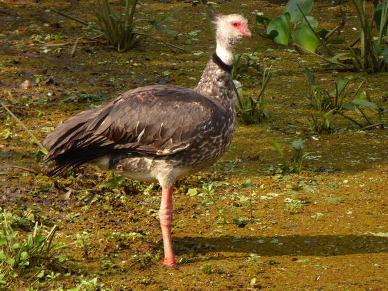 Southern-Screamer