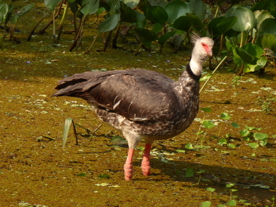 Southern-Screamer