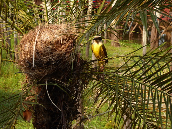 Flycatcher nesting