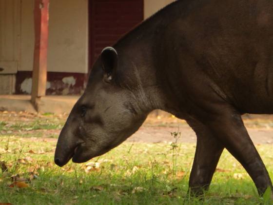 Tapir FlachlandtapirTapir Flachlandtapir am Rio Miranda