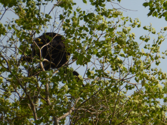 Monkey Monkey schwarzer Brüllaffe Klammerschwanzaffe