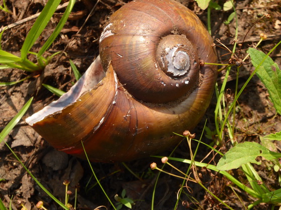 SChnecke