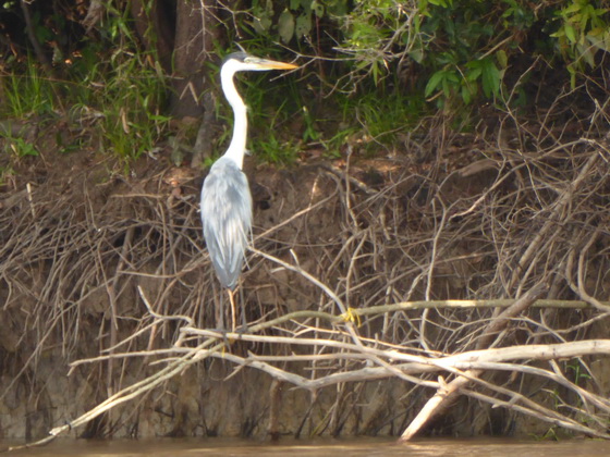 Passo do Lontra Fishermenlodge heron