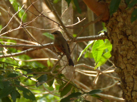 Flycatcher Flycatcher