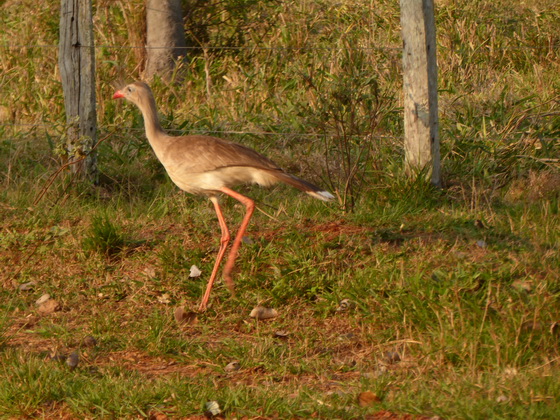 POUSADA Xaraes  red-legged-seriema wie secretary bird africa 