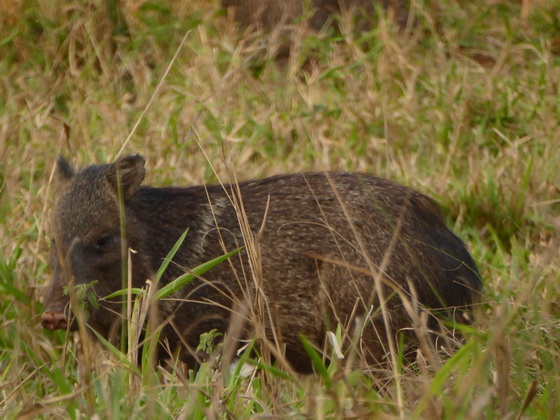   Pekari Weislippenpekari Pekari Weislippenpekari  Pig Wild PIG 