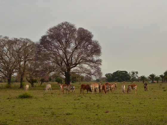 Aguape Fazenda Pantanal