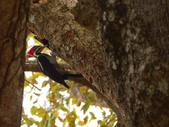 Pica Pau Woodpecker Specht 