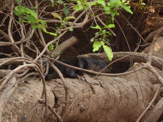 Lontra  Fischotter 