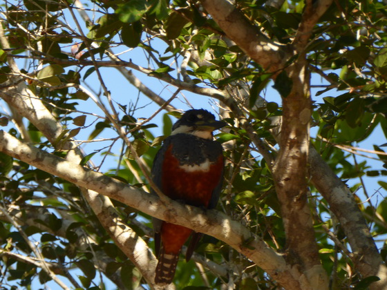 kingfisher