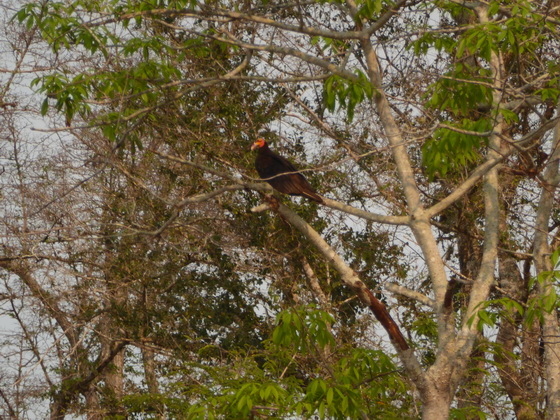 Vulture lesser-yellow-headed-vulture