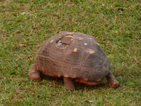 pousada piqui   pousada pequi  Schildkröte mit kaputtem Schild