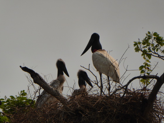   Jabiru Tuiuiui Storch wie Marabu in Africa Jabiru Tuiuiui Storch wie Marabu in Africa 