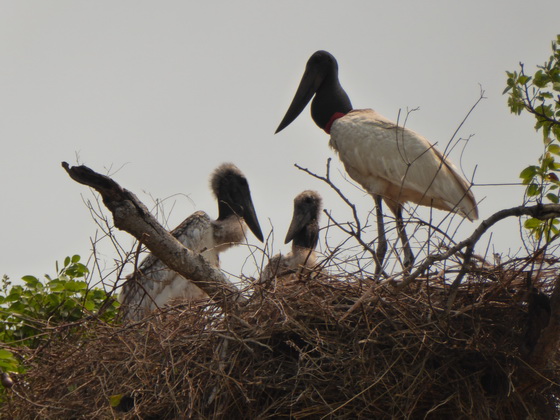   Jabiru Tuiuiui Storch wie Marabu in Africa Jabiru Tuiuiui Storch wie Marabu in Africa 