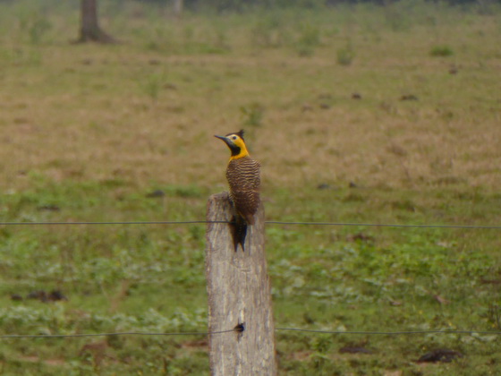 Pica Pau Woodpecker Specht 