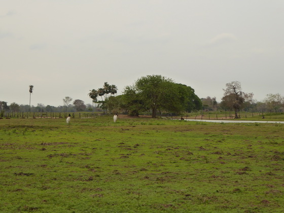 Jabiru Tuiuiui Storch