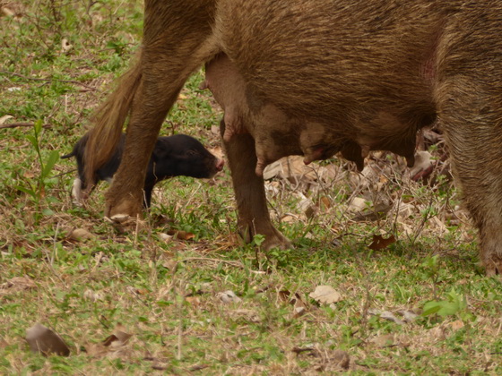 Pigs on mums milk