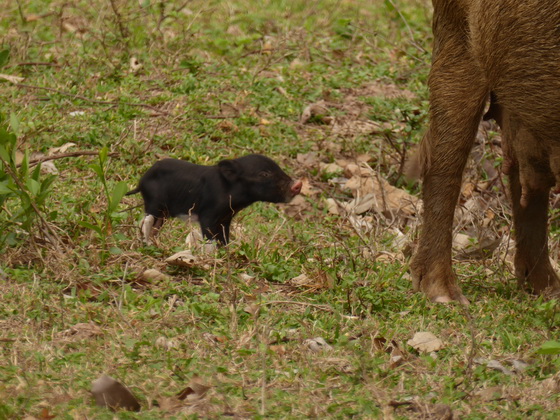 Pigs on mums milk