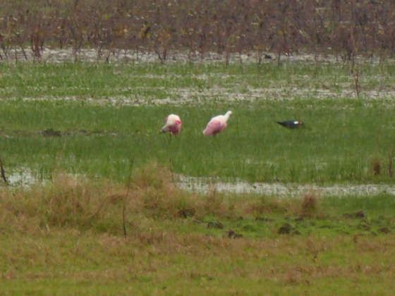   Sponbill Rosa LöfflerSponbill Rosa Löffler