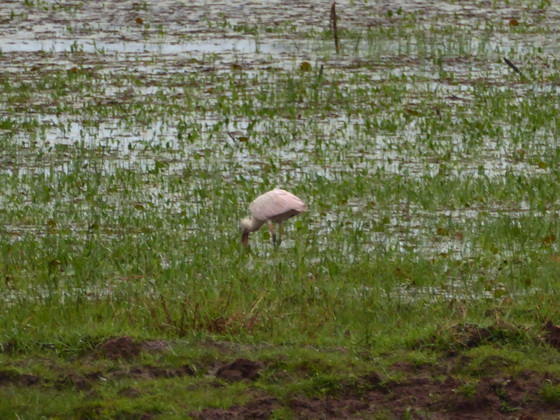   Sponbill Rosa LöfflerSponbill Rosa Löffler