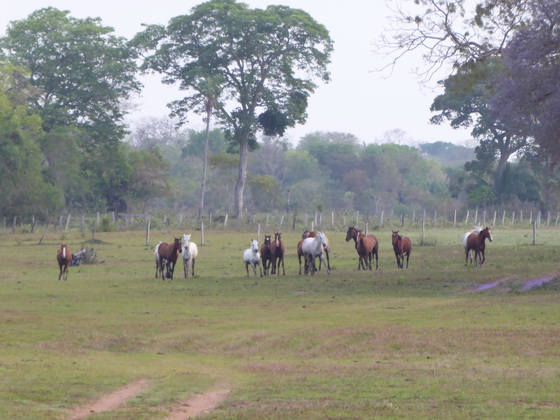 orses of Barra Mansa Lodge