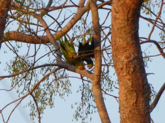 Yellow-faced-parrot