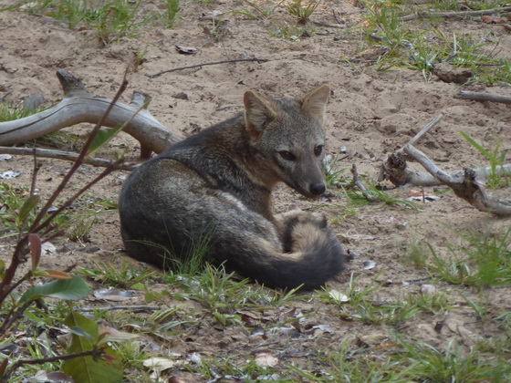   Fox Pantanal Fox Pantanal 