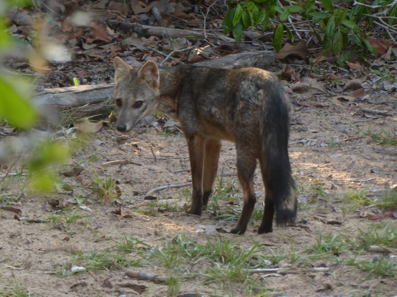   Fox Pantanal Fox Pantanal 